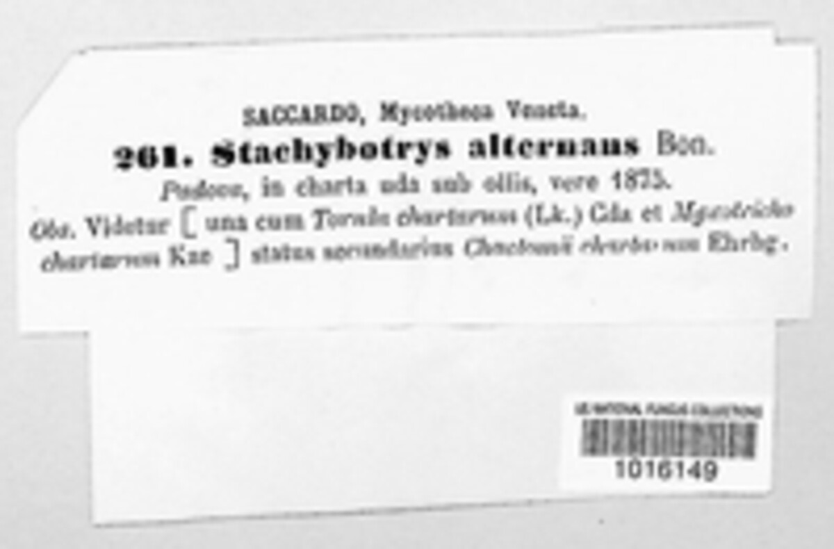 Stachybotrys alternans image